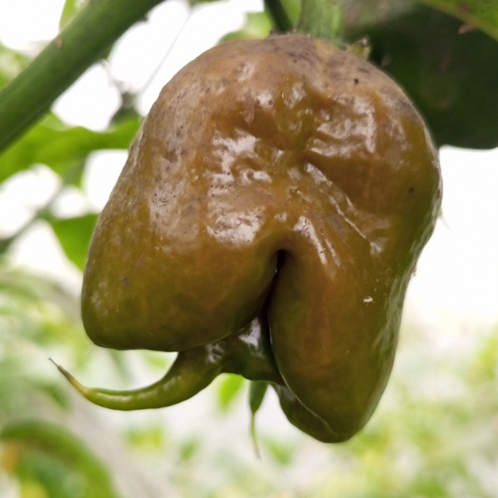 Семена острого перца Carolina Reaper Mustard-1