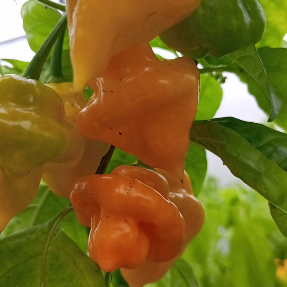 Семена острого перца Trinidad Perfume