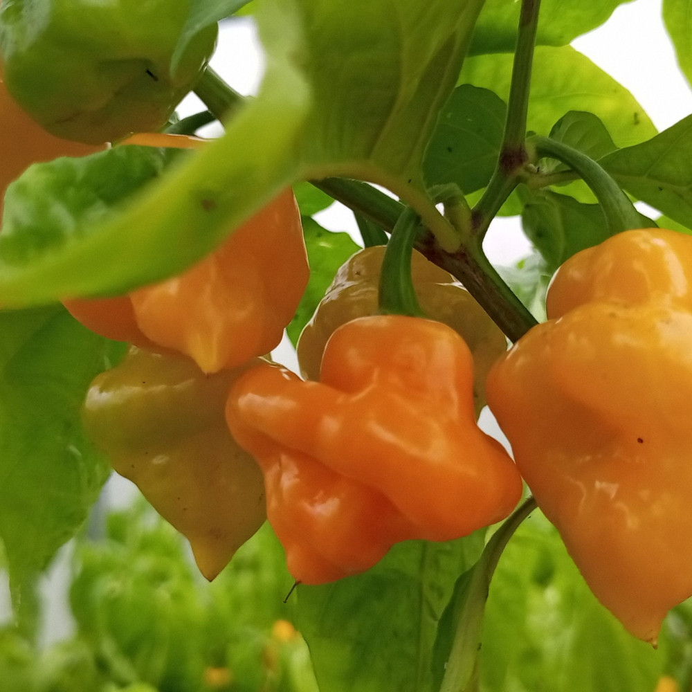 Семена острого перца Trinidad Perfume-2