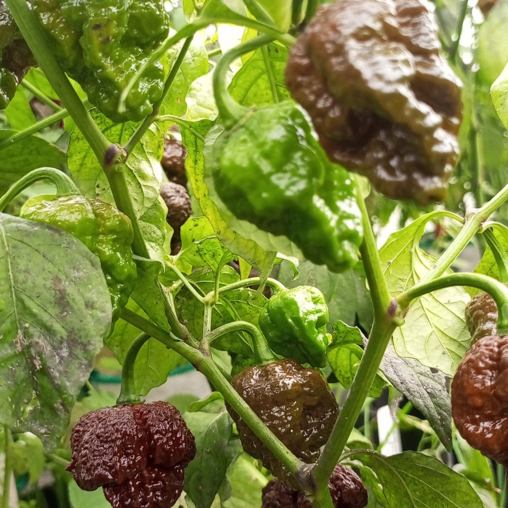 Семена острого перца Apocalypse Chocolate-1