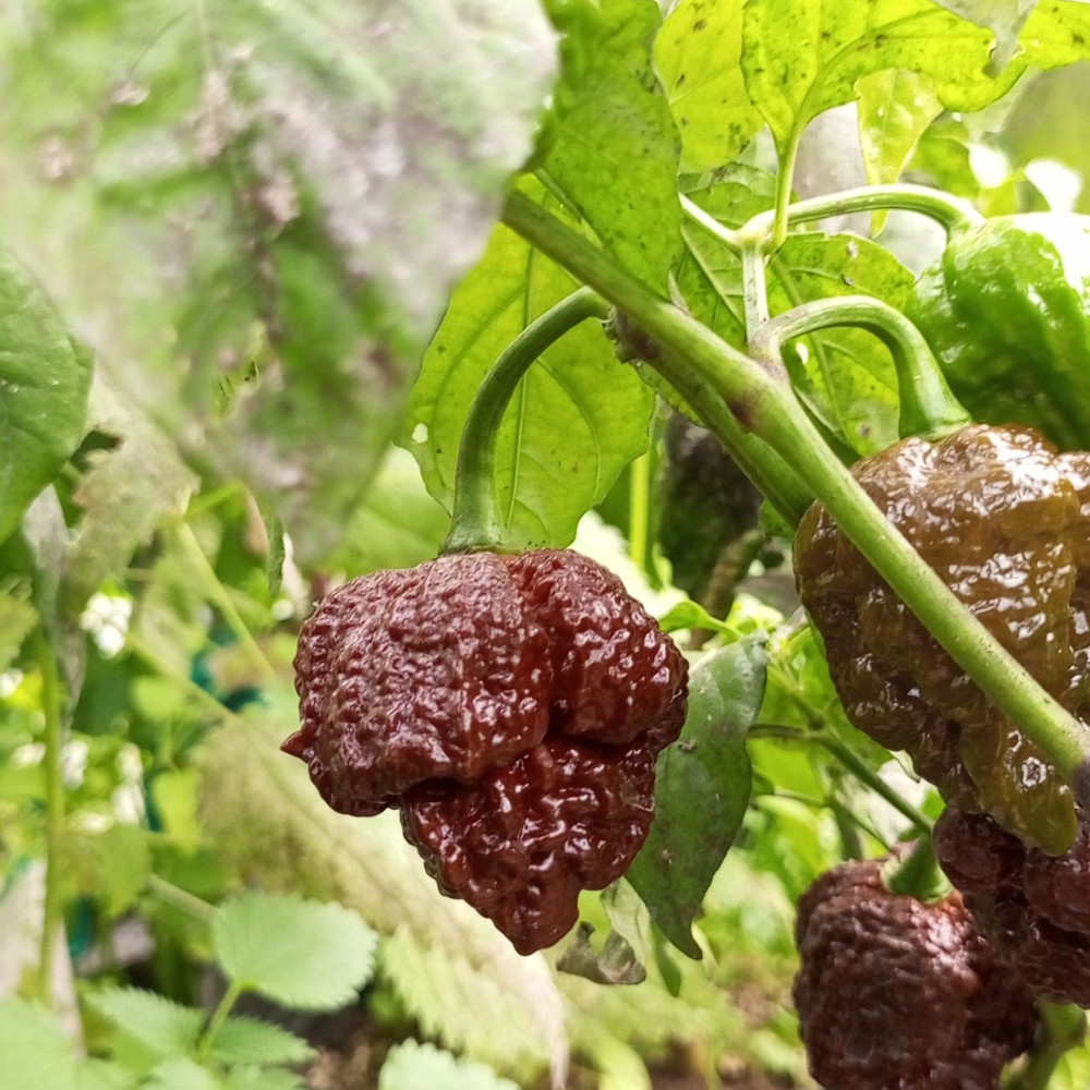 Семена острого перца Apocalypse Chocolate