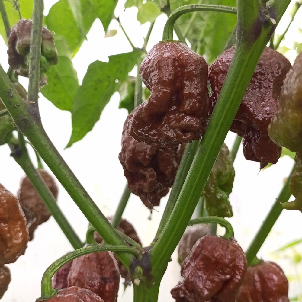 Семена острого перца Carolina Reaper Chocolate-1