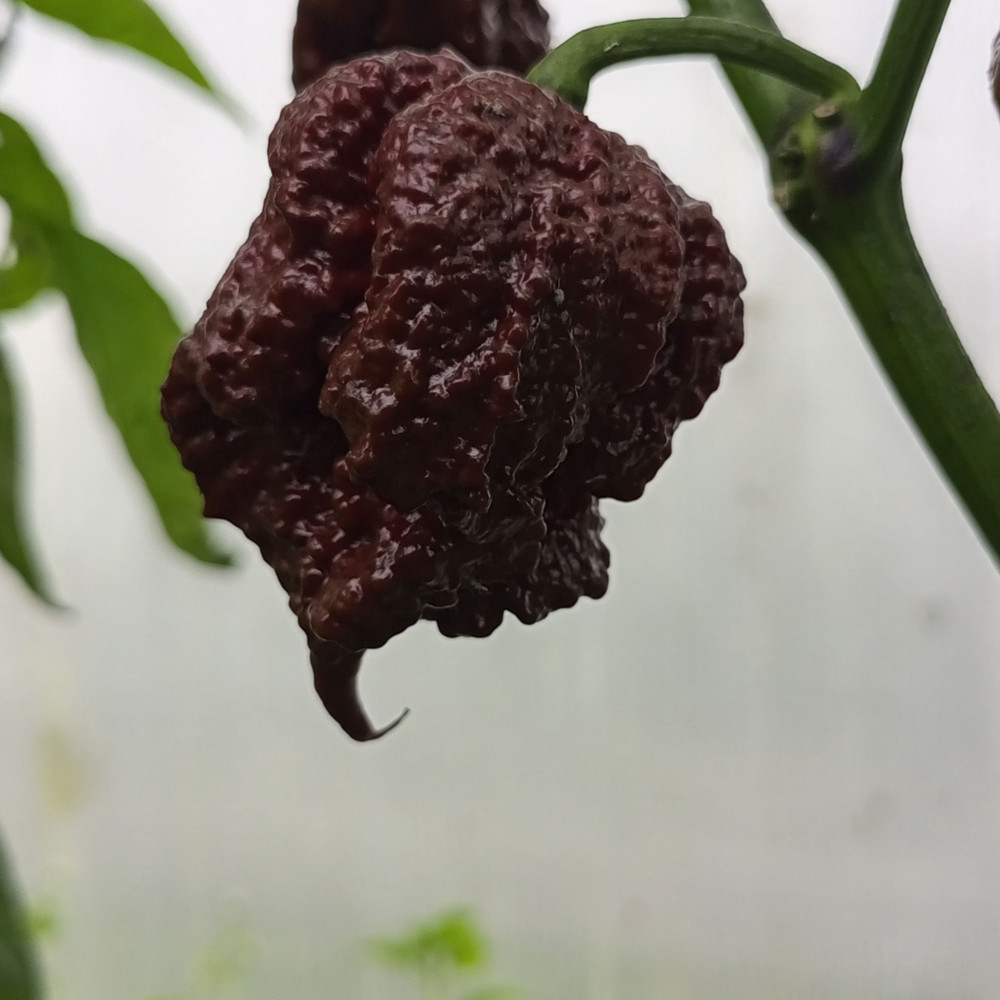 Семена острого перца Carolina Reaper Chocolate-2