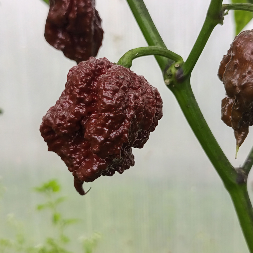 Семена острого перца Carolina Reaper Chocolate-3