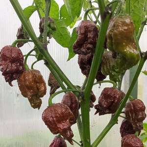 Carolina Reaper Chocolate