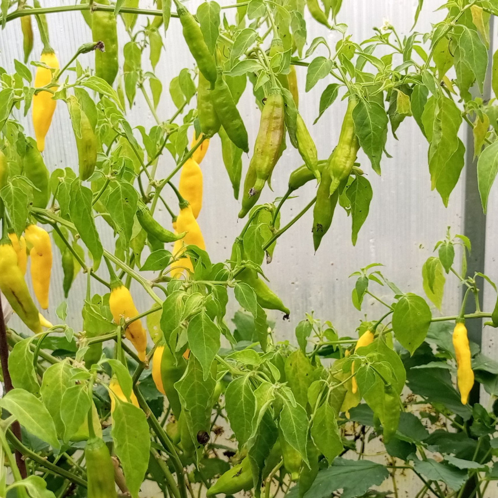 Семена острого перца Lemon drop-1