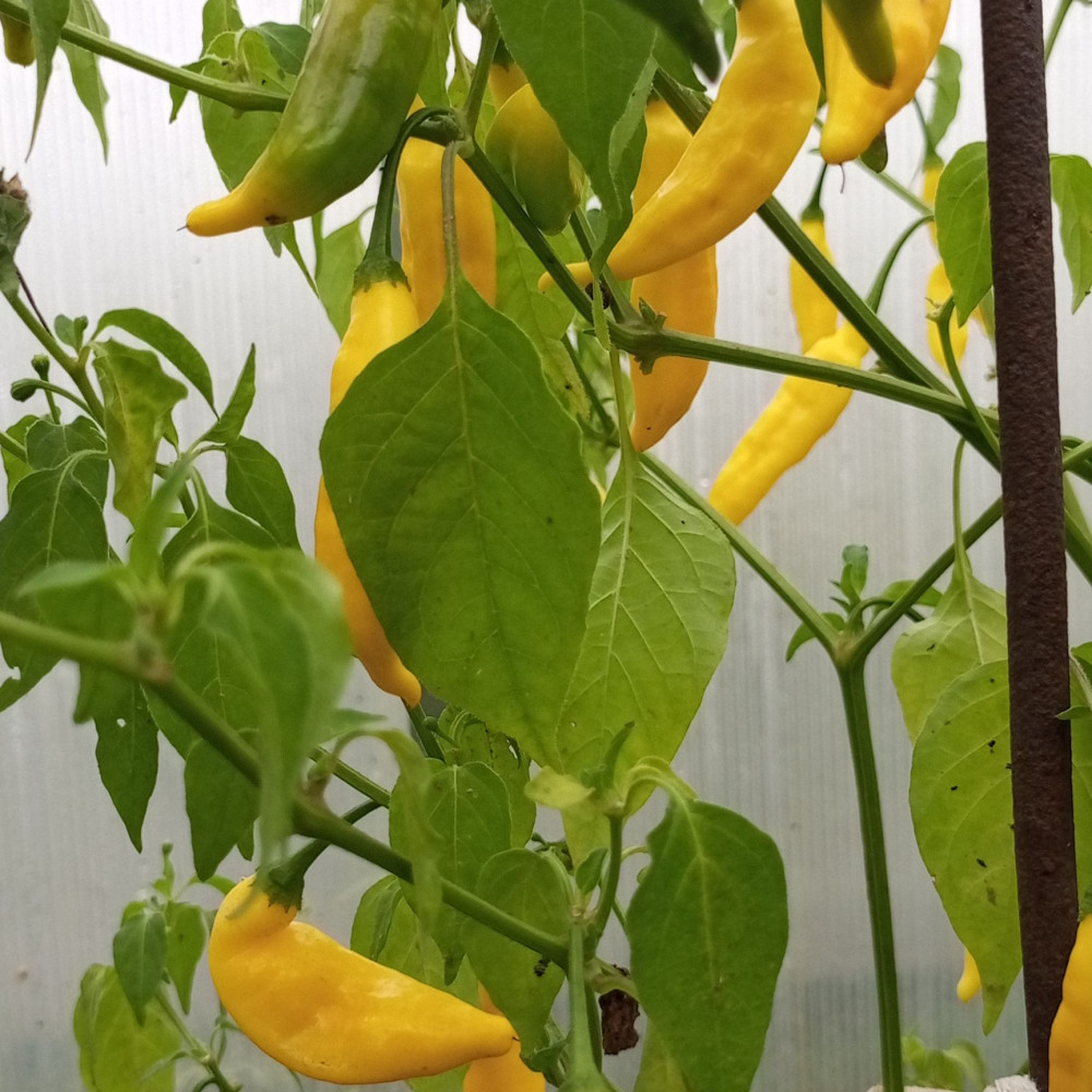 Семена острого перца Lemon drop