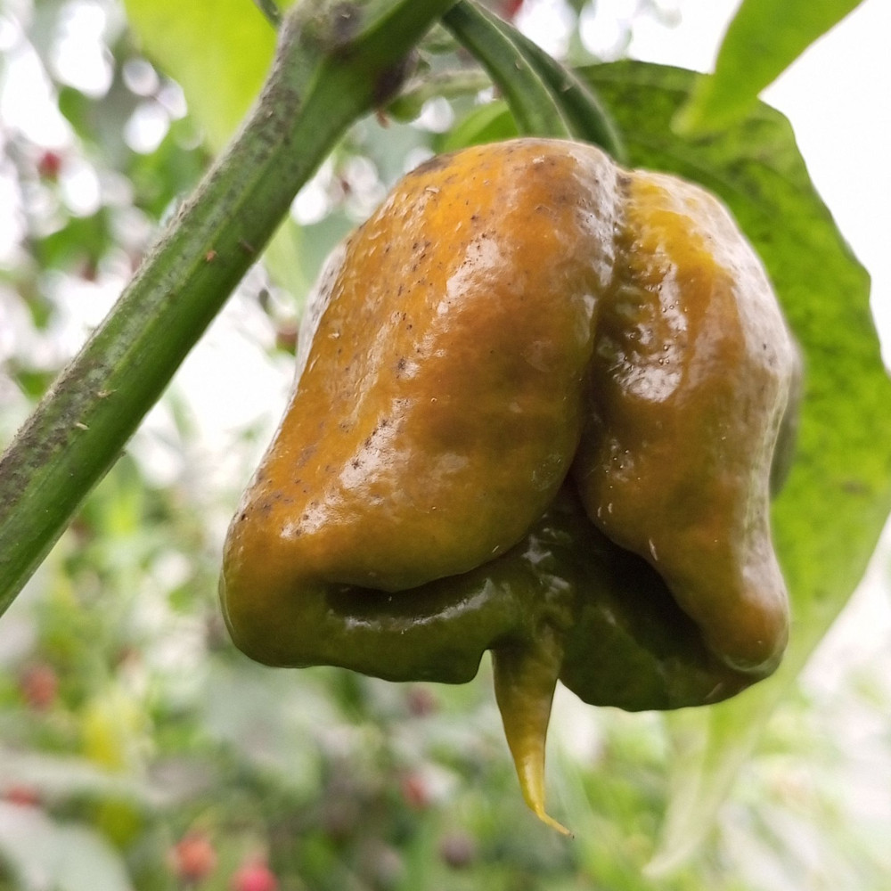 Семена острого перца Carolina Reaper Mustard