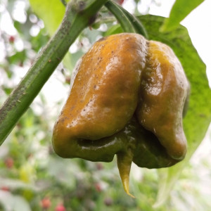 Carolina Reaper Mustard