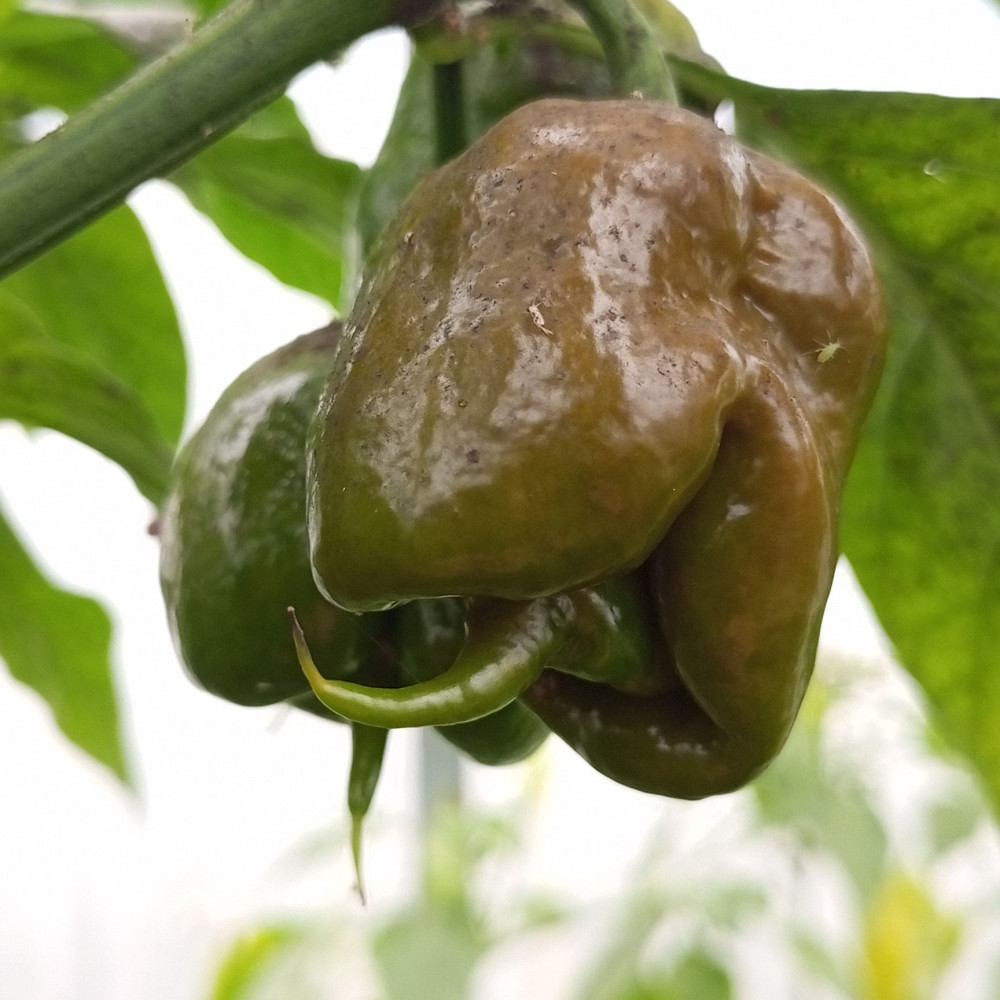 Семена острого перца Carolina Reaper Mustard-2