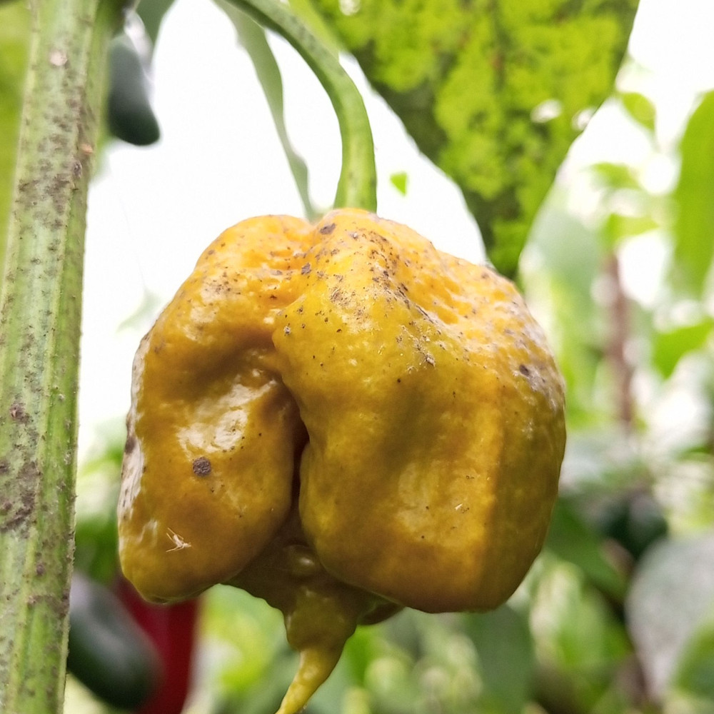 Семена острого перца Carolina Reaper Mustard-3