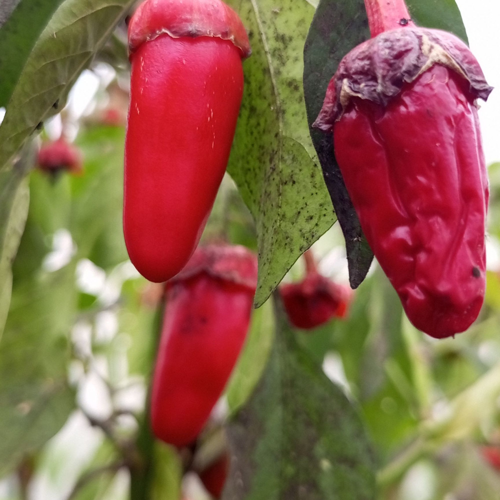 Семена острого перца Mutant gum