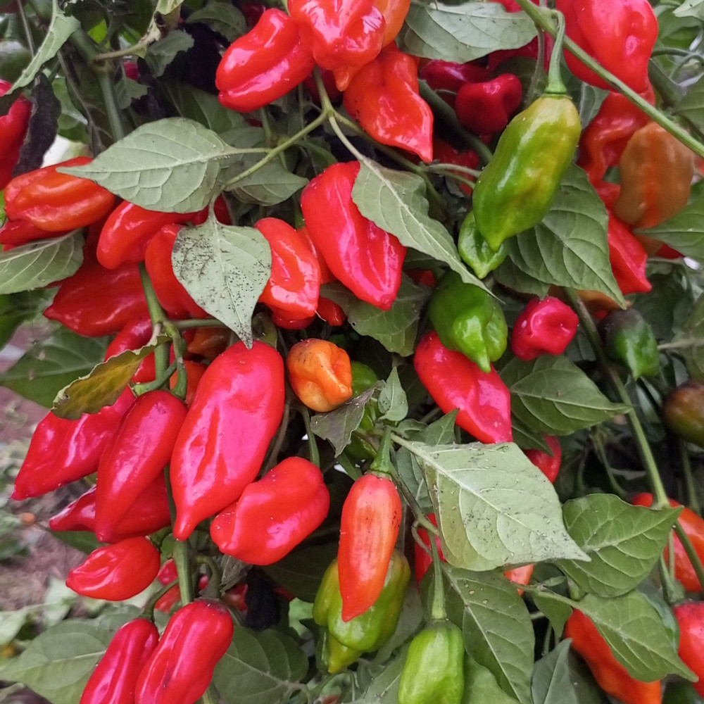 Семена острого перца Habanero May Red