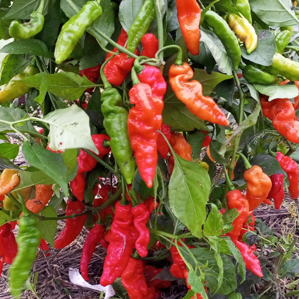 Семена острого перца Murupi red-1