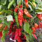 Семена острого перца Murupi red