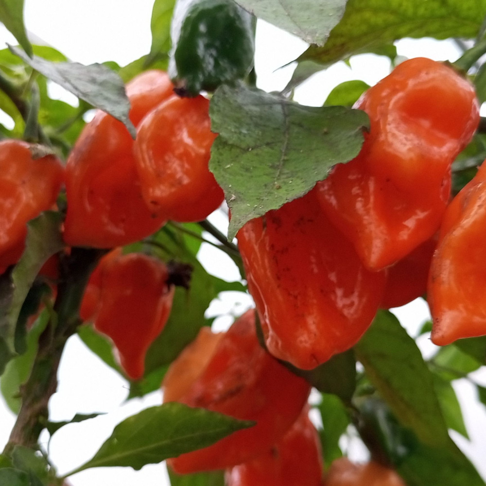 Семена острого перца Habanero Craig's Double Hot-2