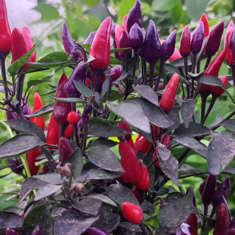 Семена острого перца Explosive Ember-1