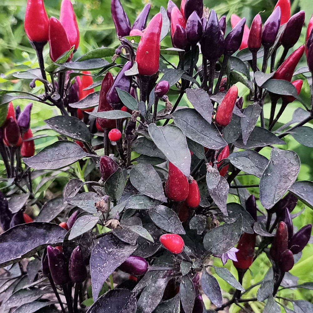 Семена острого перца Explosive Ember