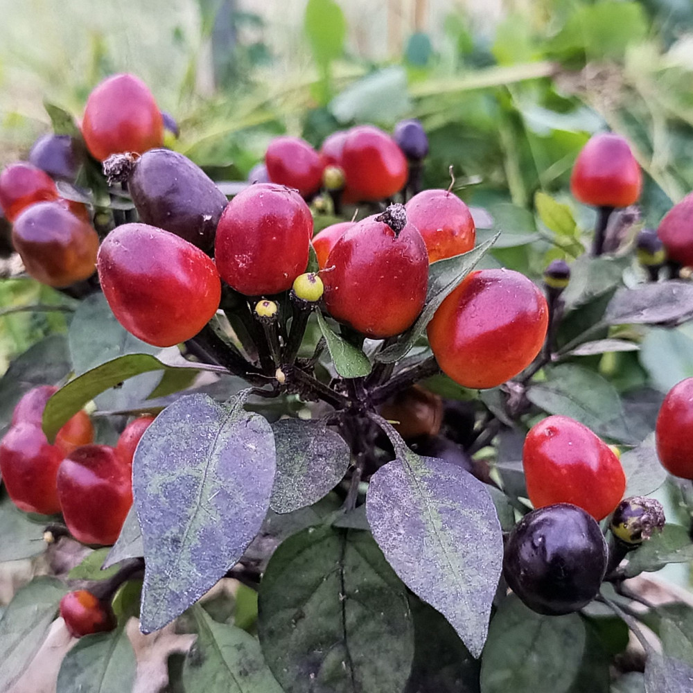 Семена острого перца Costa Rica Orange-1