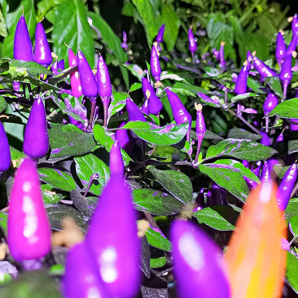 Семена острого перца Dream Catcher-1