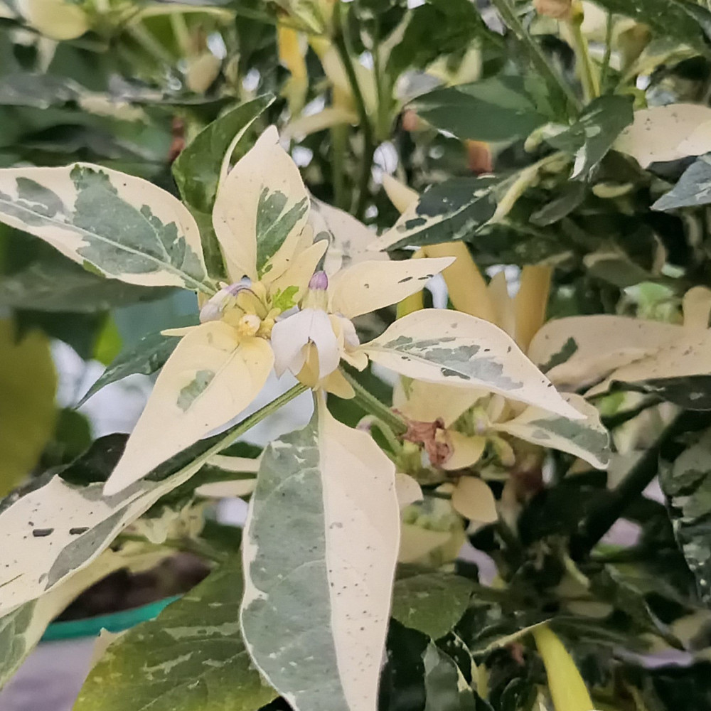 Семена острого перца Variegated calcatta-1