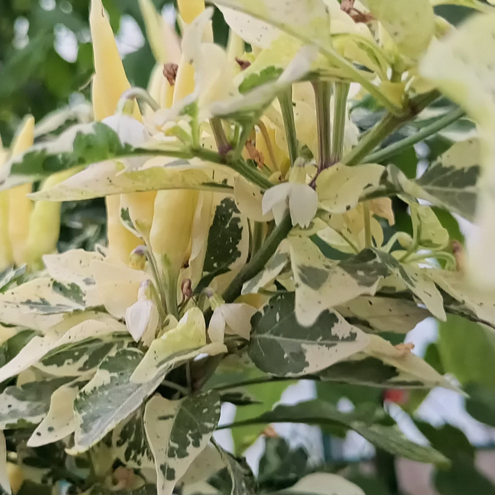 Семена острого перца Variegated calcatta-2