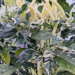 Variegated calcatta
