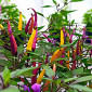 Семена острого перца Maui Purple Multicolor