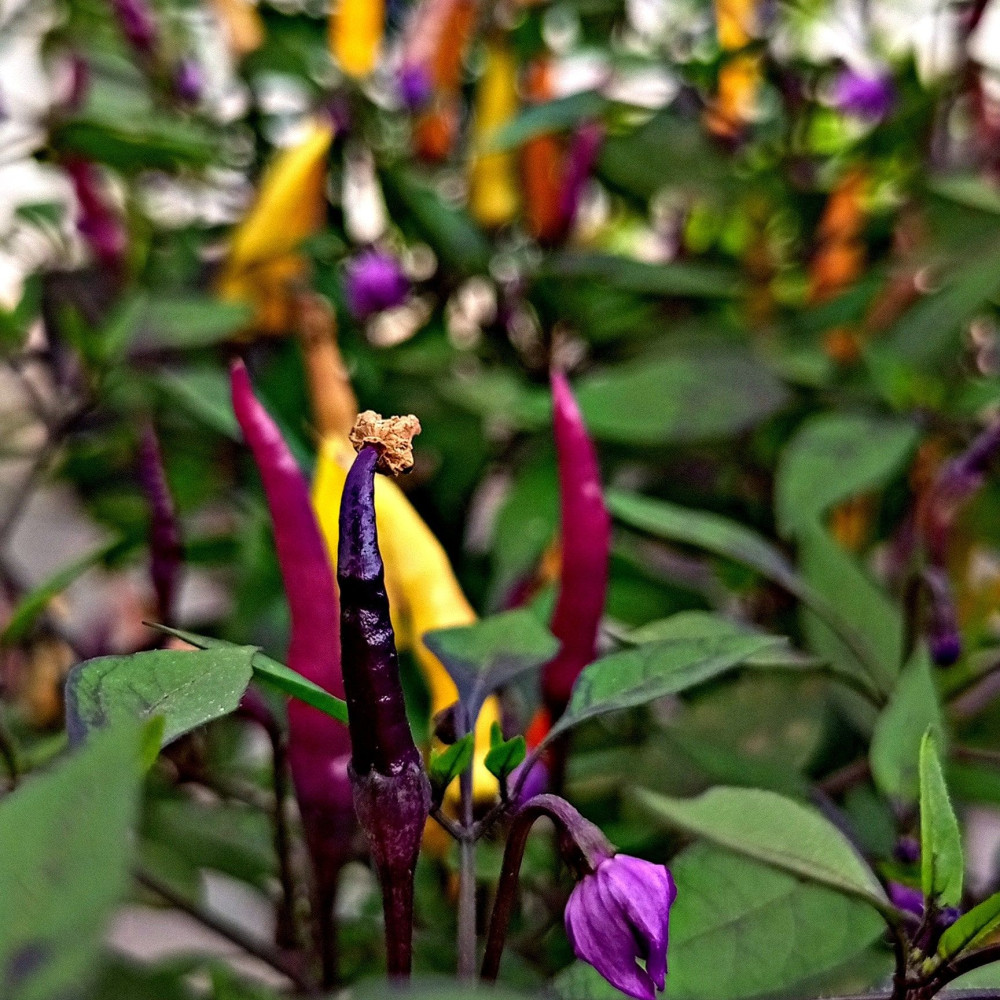 Семена острого перца Maui Purple Multicolor-2