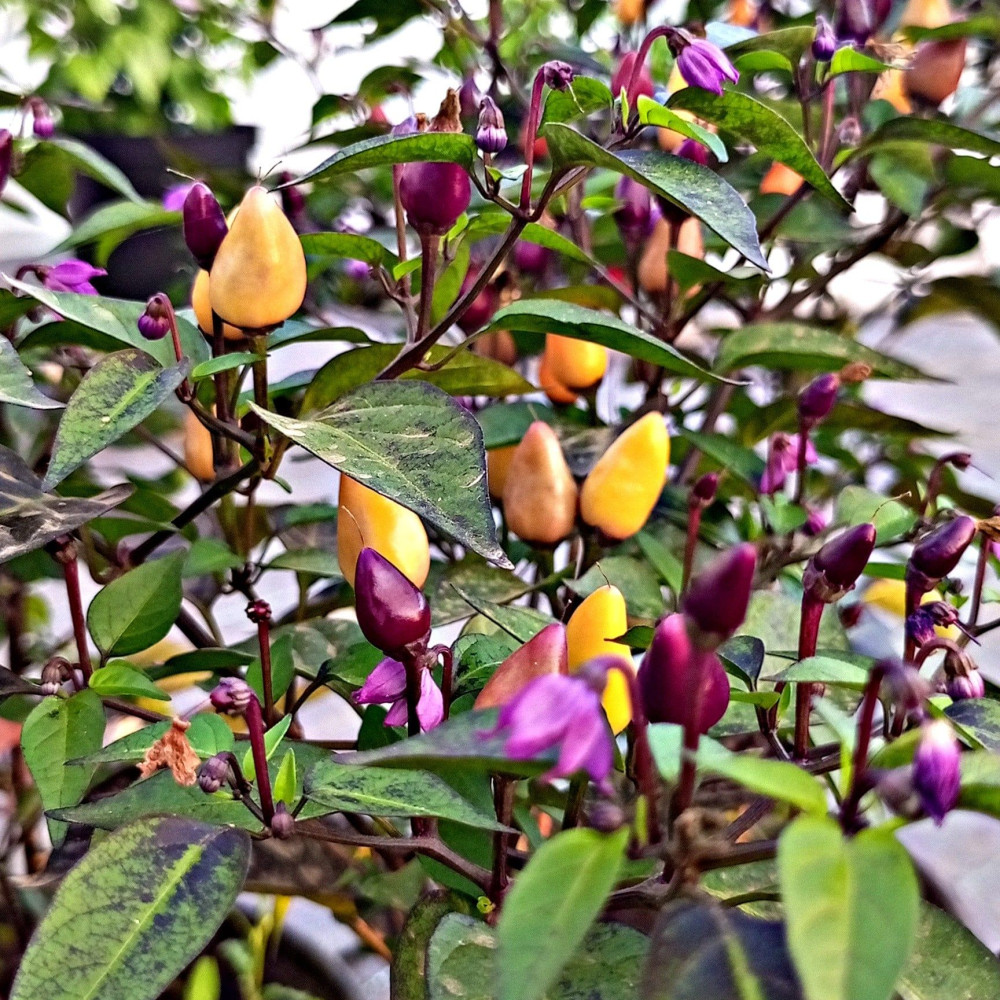 Семена острого перца Fairy light-2