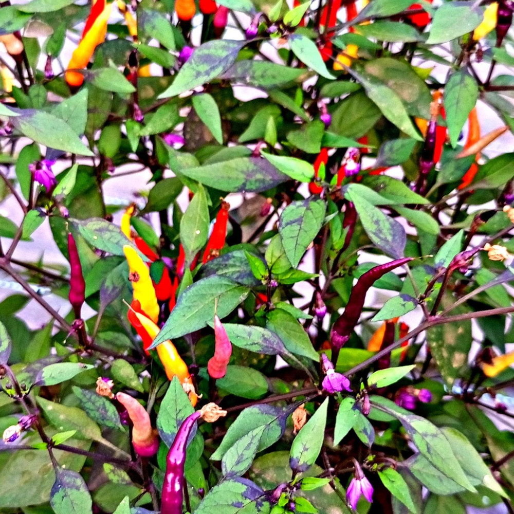 Семена острого перца Maui Purple Multicolor-3