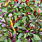 Семена острого перца Maui Purple Multicolor