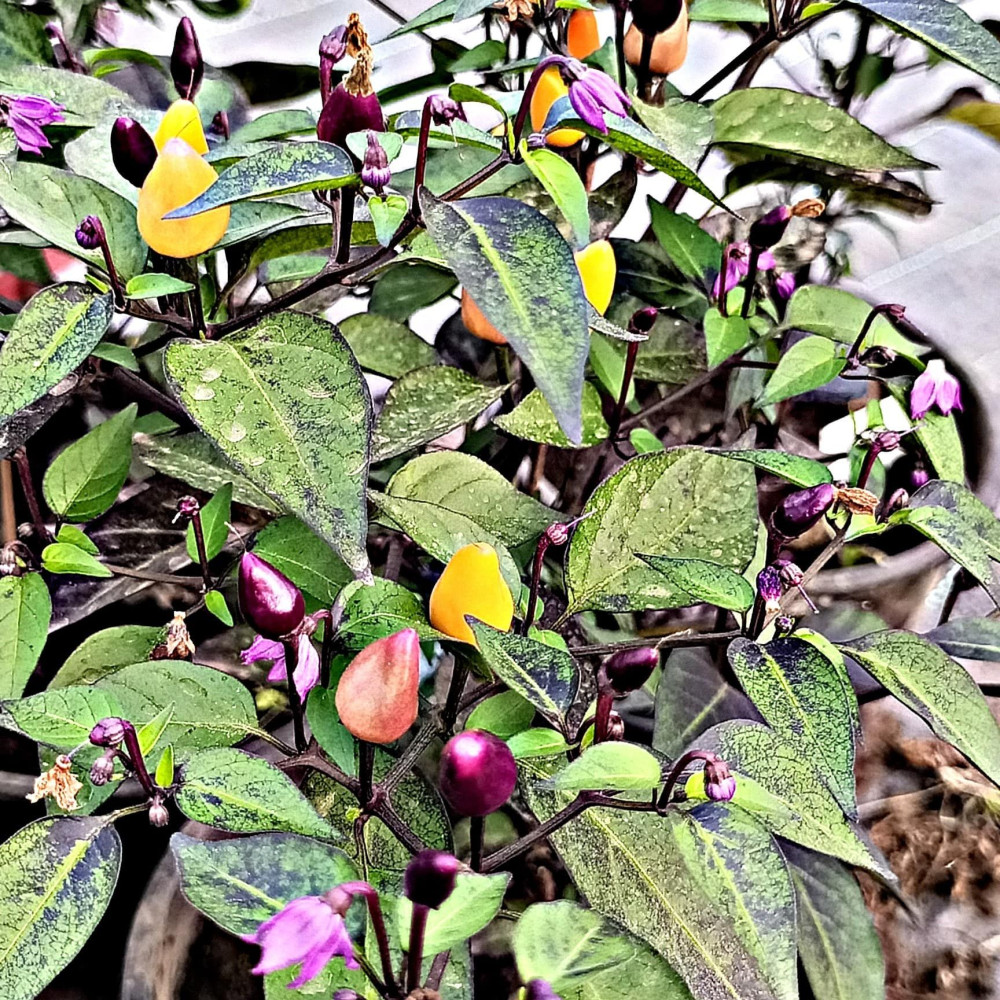 Семена острого перца Fairy light-3