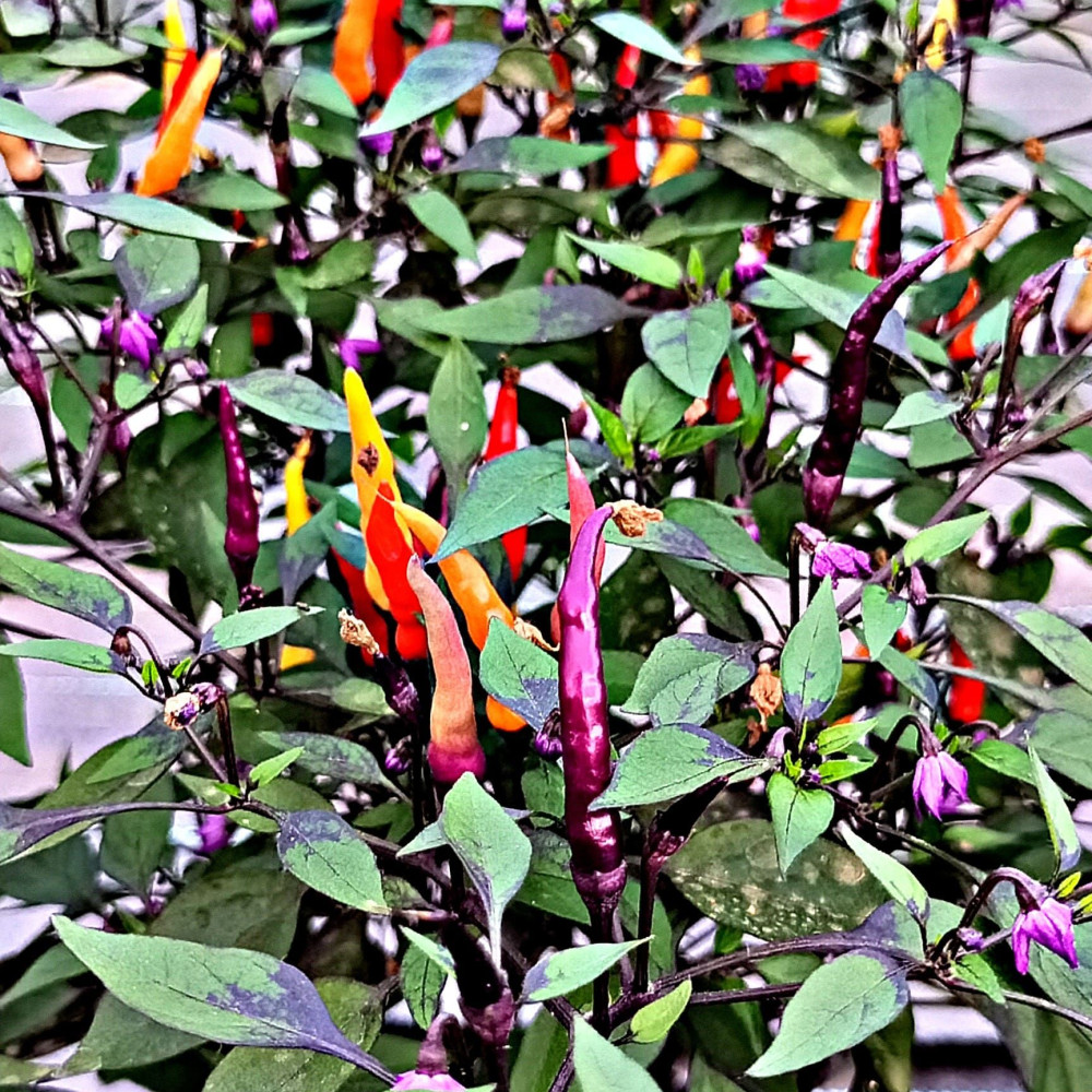 Семена острого перца Maui Purple Multicolor