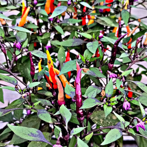 Maui Purple Multicolor