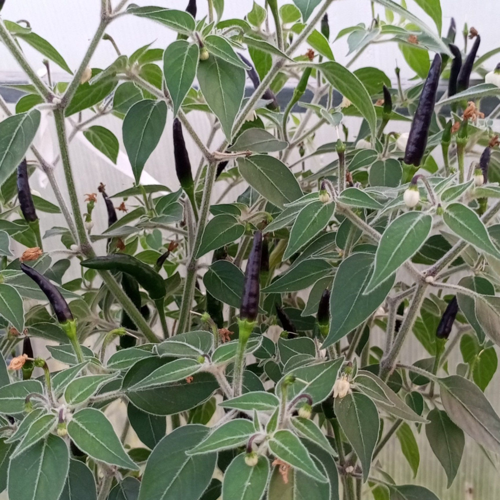 Семена острого перца Black Cobra