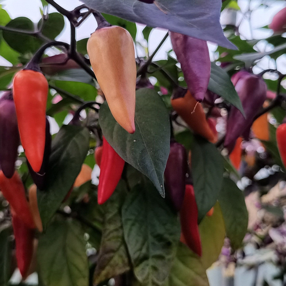 Семена острого перца Tiger Jalapeno Dark-1