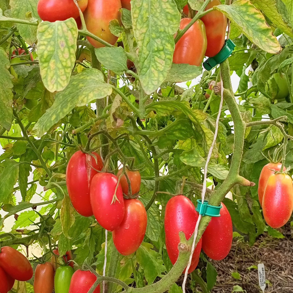 Семена томата Кенигсберг