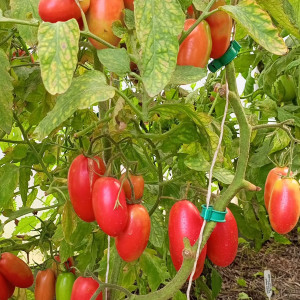 Кенигсберг