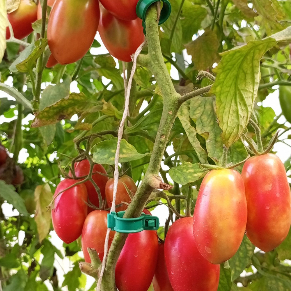 Семена томата Кенигсберг-2