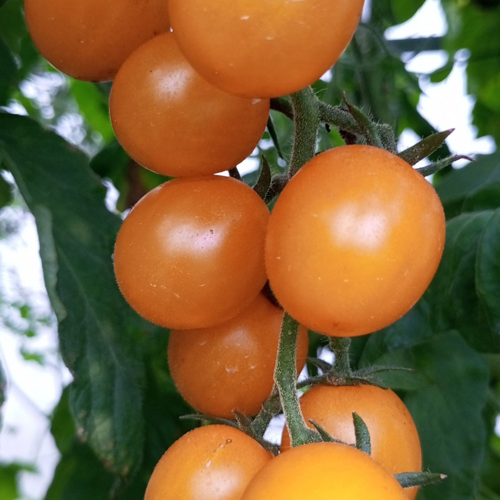 Семена томата Саммер Сан