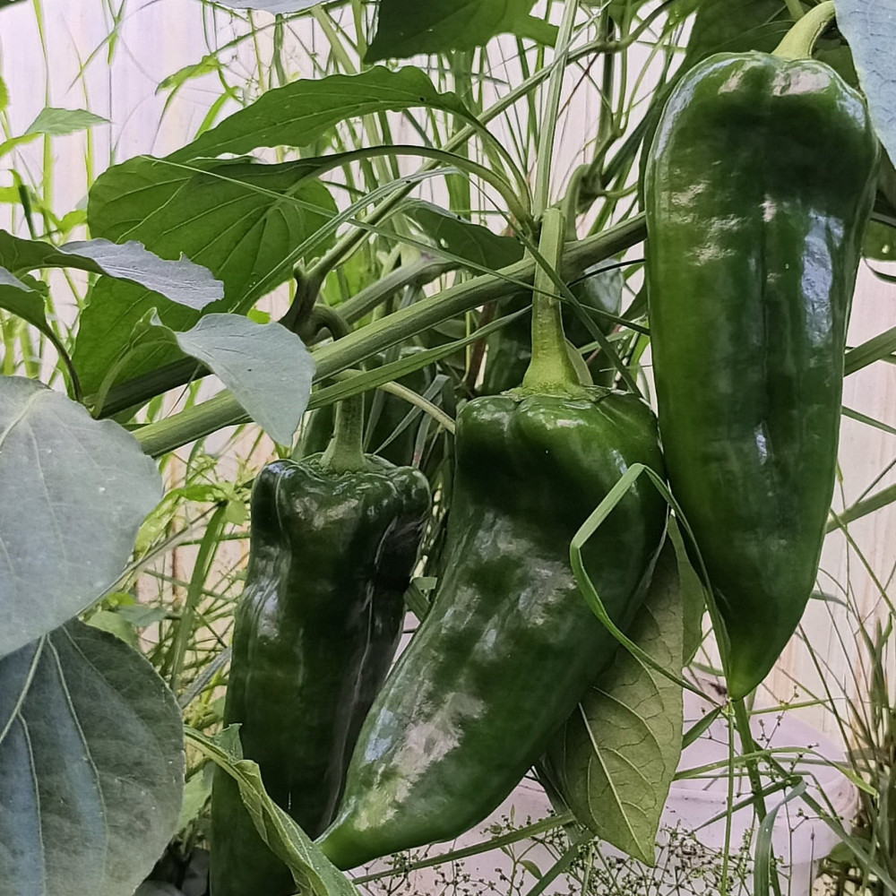 Семена сладкого перца Рамиро желтый-2