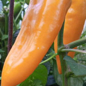 Рамиро желтый