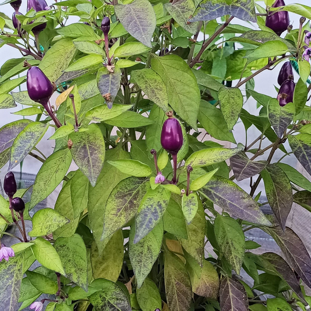 Семена острого перца Purple Prince-2