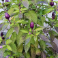 Семена острого перца Purple Prince