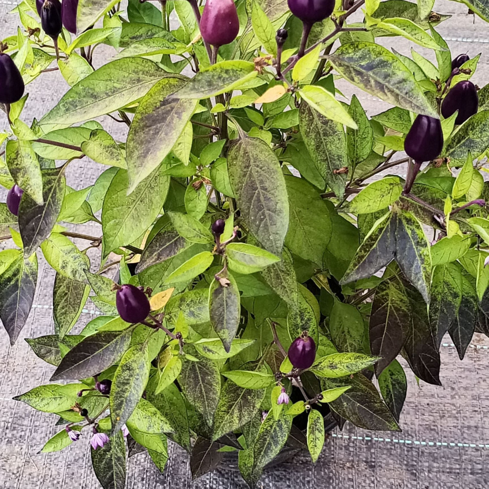 Семена острого перца Purple Prince-3