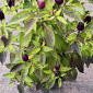 Семена острого перца Purple Prince