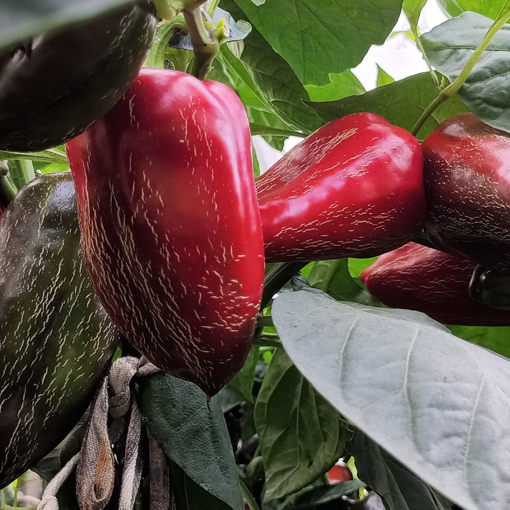 Семена сладкого перца Elephant Ear-1