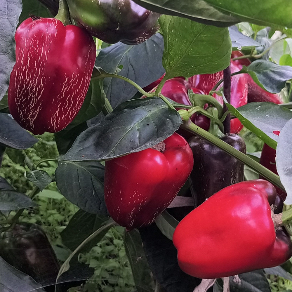 Семена сладкого перца Elephant Ear