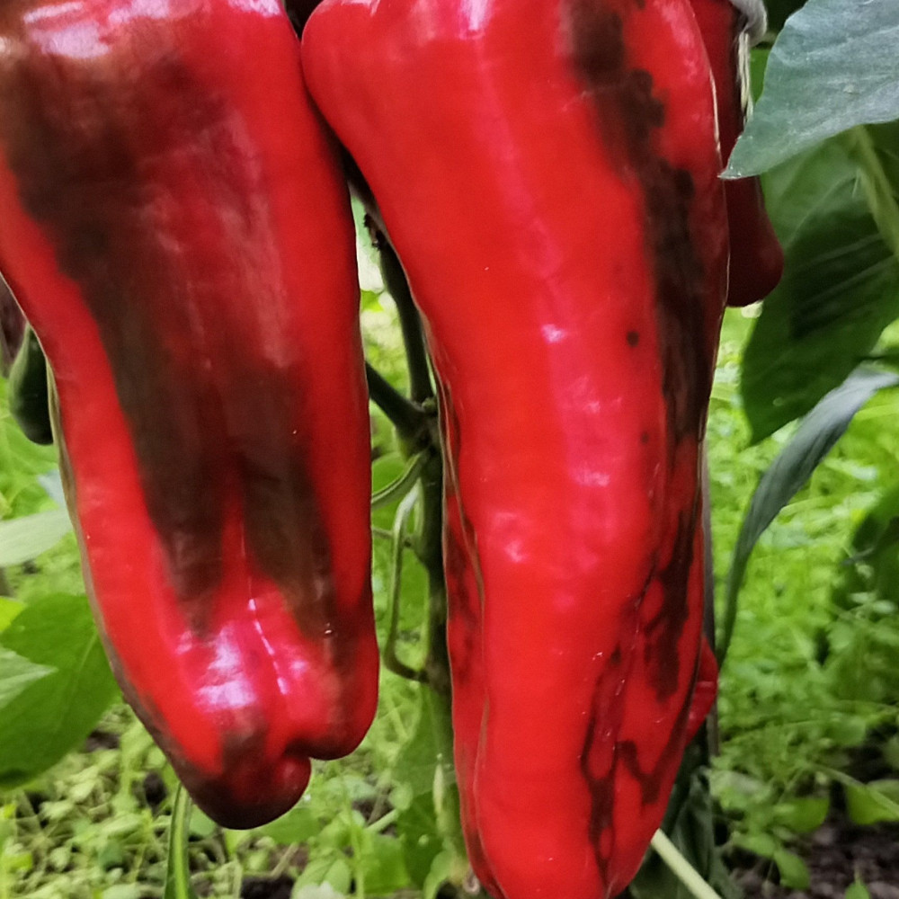 Семена сладкого перца Giant Aconcagua